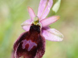 Ophrys_bertoloniiformis_x_O._biscutella_Mattinata_Coppa_Guardiola